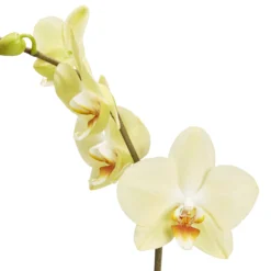 Single Stem Orchid In 12cm Assorted Ceramic Decorative Pot -Outdoor Garden Shop single stem orchid in 12cm assorted ceramic decorative pot3663602462941 36c bq