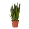 Snake Plant In 25cm Plastic Pot -Outdoor Garden Shop snake plant in 25cm plastic pot5059340224657 02c
