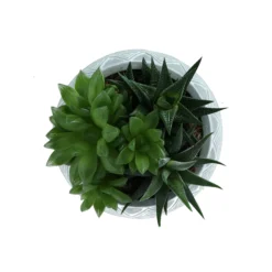 Succulent In 14cm Assorted Ceramic Decorative Pot -Outdoor Garden Shop succulent in 14cm assorted ceramic decorative pot3663602463368 38c bq