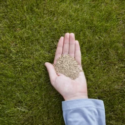 Verve Easy Start Coated Grass Seeds, 1.5kg -Outdoor Garden Shop verve easy start coated grass seeds 1 5kg3663602947493 01i