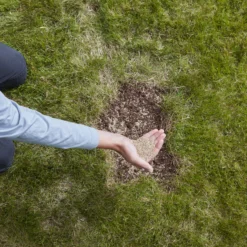 Verve Easy Start Coated Grass Seeds, 1.5kg -Outdoor Garden Shop verve easy start coated grass seeds 1 5kg3663602947493 03i