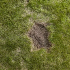 Verve Easy Start Coated Grass Seeds, 1.5kg -Outdoor Garden Shop verve easy start coated grass seeds 1 5kg3663602947493 04i