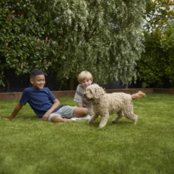 Verve Family & Sports Grass Seeds, 10kg 18 Verve Family & Sports Grass Seeds, 10kg -Outdoor Garden Shop verve family sports grass seeds 10kg3663602947516 05i