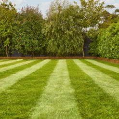 Verve Fine English Grass Seeds, 1.25kg -Outdoor Garden Shop verve fine english grass seeds 1 25kg3663602947592 01i