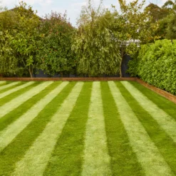 Verve Fine English Grass Seeds, 1.25kg -Outdoor Garden Shop verve fine english grass seeds 1 25kg3663602947592 02i