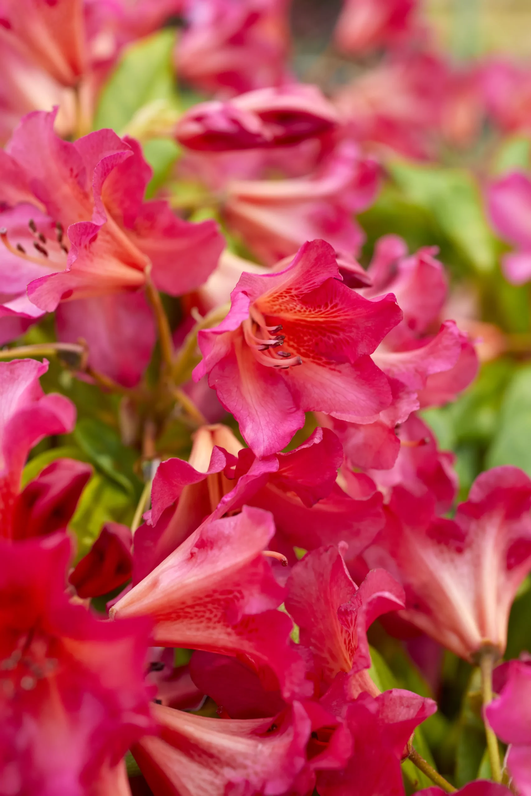 Verve Mamaterra Ericaceous Plant Feed Granules 100m² 2.5kg 4 Verve Mamaterra Ericaceous Plant Feed Granules 100m² 2.5kg - Image 2