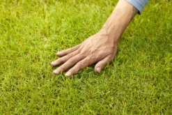 Verve Mamaterra Lawn Feed Granules 100m² 2.5kg -Outdoor Garden Shop verve mamaterra lawn feed granules 100m 2 5kg5063022034779 01i