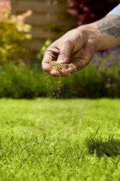 Verve Mamaterra Lawn Feed Granules 100m² 2.5kg -Outdoor Garden Shop verve mamaterra lawn feed granules 100m 2 5kg5063022034779 02i