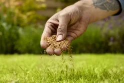 Verve Mamaterra Lawn Feed Granules 100m² 2.5kg -Outdoor Garden Shop verve mamaterra lawn feed granules 100m 2 5kg5063022034779 03i