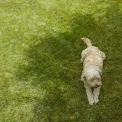 Verve Shady Grass Seeds, 1.25kg -Outdoor Garden Shop verve shady grass seeds 1 25kg3663602947554 01i