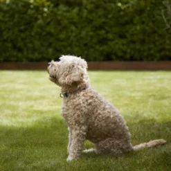 Verve Shady Grass Seeds, 1.25kg -Outdoor Garden Shop verve shady grass seeds 1 25kg3663602947554 02i