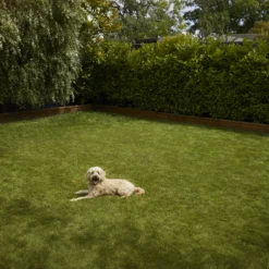 Verve Shady Grass Seeds, 1.25kg -Outdoor Garden Shop verve shady grass seeds 1 25kg3663602947554 03i