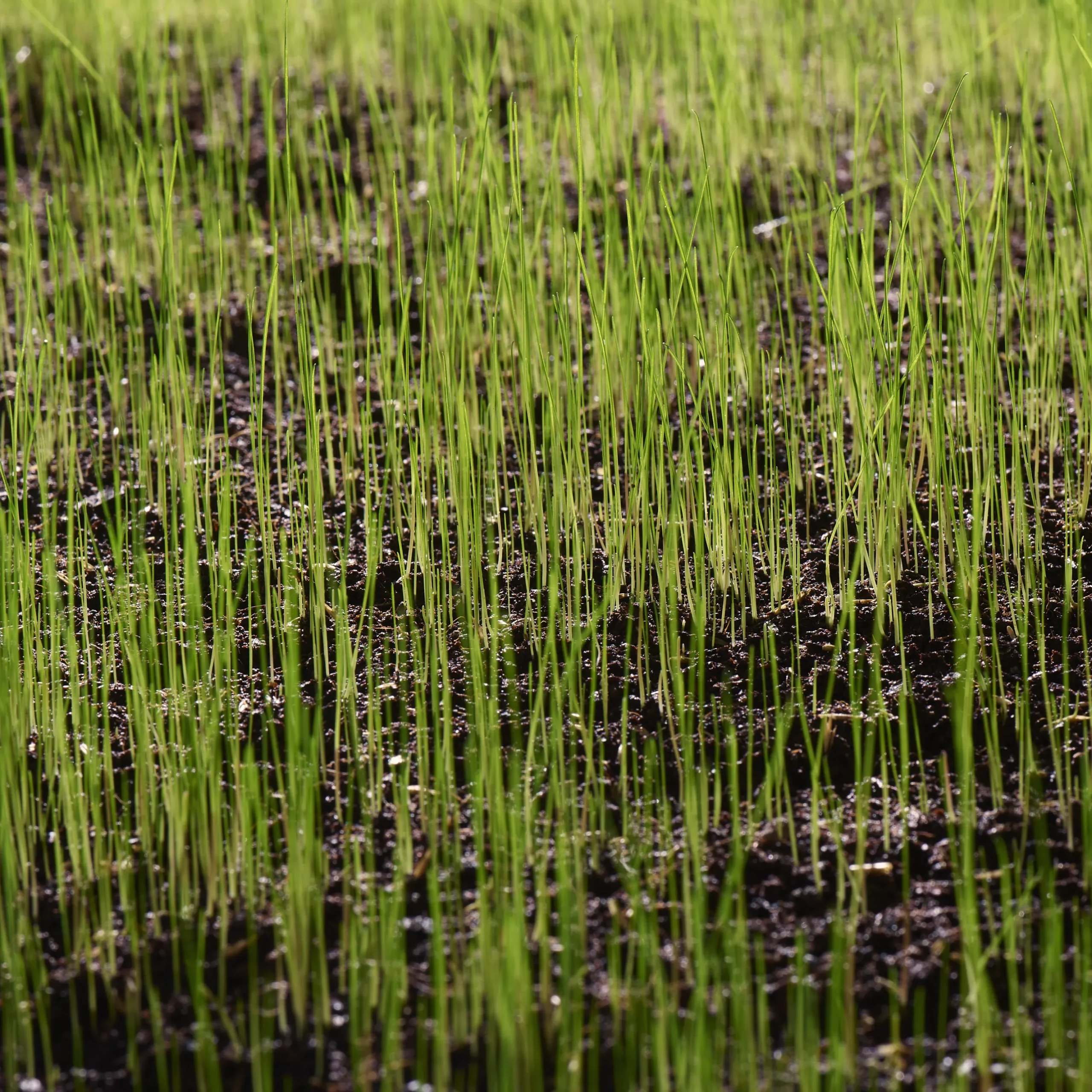 Verve Sunny Grass Seeds, 1.5kg 5 Verve Sunny Grass Seeds, 1.5kg - Image 3