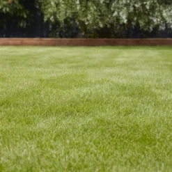 Verve Universal Grass Seeds, 1.5kg 9 Verve Universal Grass Seeds, 1.5kg -Outdoor Garden Shop verve universal grass seeds 1 5kg3663602947455 01i