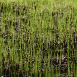 Verve Universal Grass Seeds, 1.5kg 8 Verve Universal Grass Seeds, 1.5kg -Outdoor Garden Shop verve universal grass seeds 1 5kg3663602947516 10i