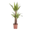 Yucca In 19cm Terracotta Plastic Grow Pot -Outdoor Garden Shop yucca in 19cm terracotta plastic grow pot3663602463719 02c bq
